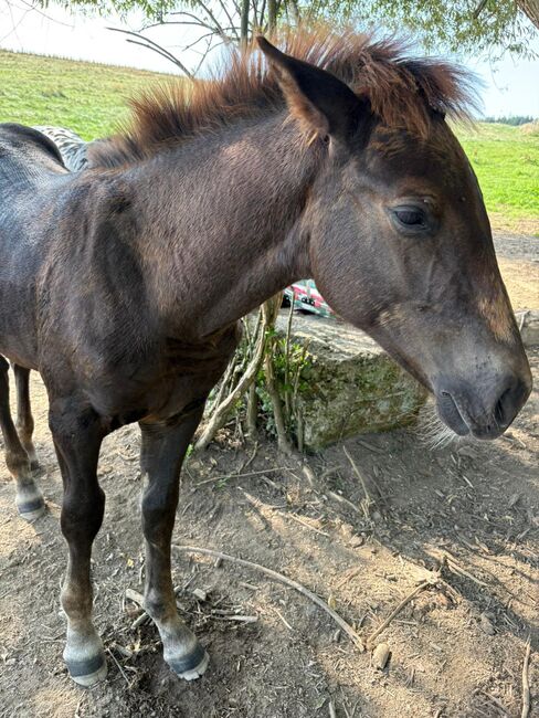 Polnisches Kaltblutfohlen  veredelt mit Appaloosa, Angelika Fischer , Konie na sprzedaż, Nimritz , Image 2