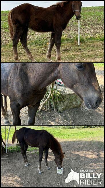 Polnisches Kaltblutfohlen  veredelt mit Appaloosa, Angelika Fischer , Horses For Sale, Nimritz , Image 4