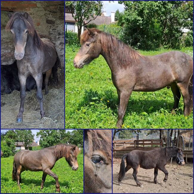 Ponys und Großpferdefohlen, P.a., Horses For Sale, Bruck an der Mur 