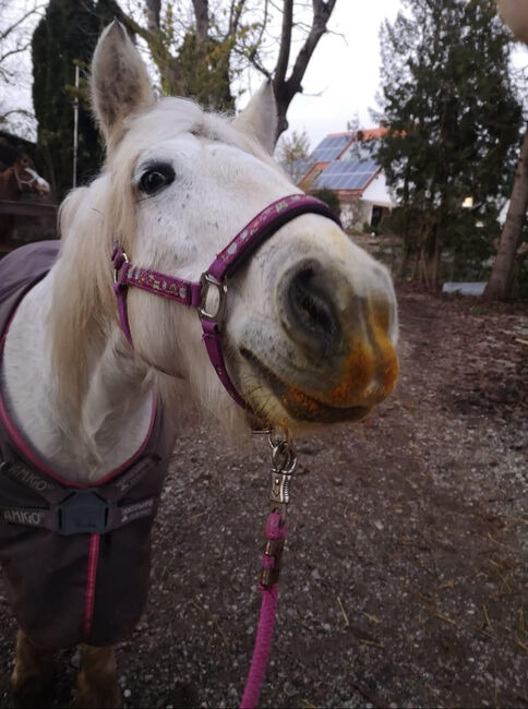 Ponys suchen Mensch: Reitbeteiligungen in 82140 Olching, Kerstin, Horse Sharing, München, Image 5