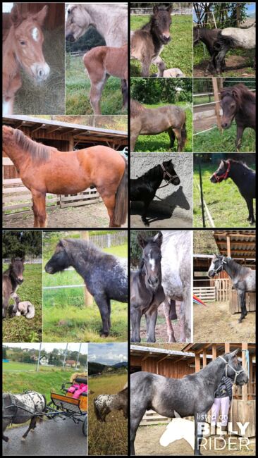 Ponys bis zum Großpferd, P.a., Horses For Sale, Bruck an der Mur , Image 5