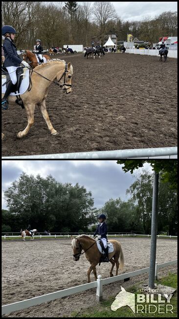 Pony zur Verfügung gesucht, Anna, Horses For Sale, Schierensee, Image 3