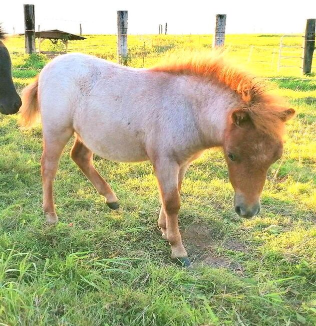 Pony Mini Shetty Mini-Shetlandpony Minishetty Freizeitpony, Julia Stahl, Horses For Sale, Bleicherode, Image 4