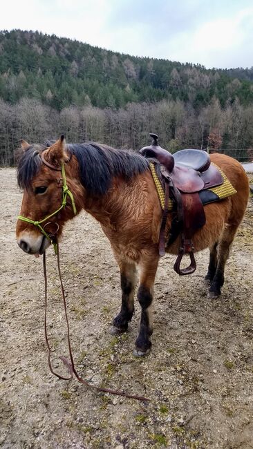 Pony Mogli, Katrin, Horses For Sale, Bromberg 