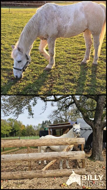 Pony sucht Bestplatz, Sarah, Horses For Sale, Lauterstein, Image 3