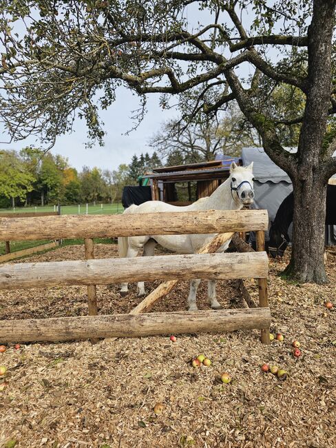 Pony sucht Bestplatz, Sarah, Horses For Sale, Lauterstein