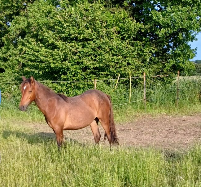 Ponystute jährling 1 ½ Jahre alt zu verkaufen, Dora, Horses For Sale, Gram, Image 10