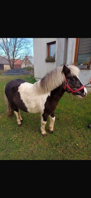 Verkaufe Pony Gespann, Leony , Horses For Sale, Büchenbeuren, Image 9