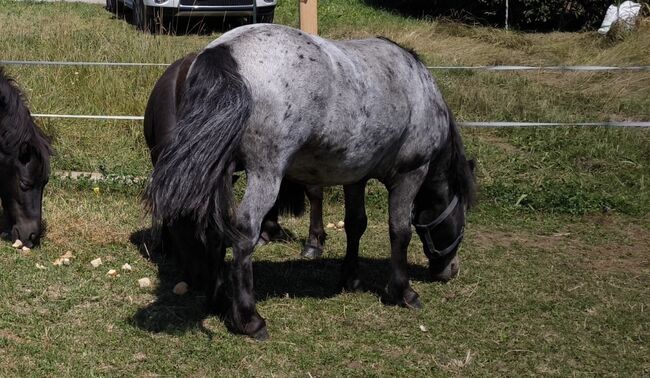 Ponyfamilie direkt aus erster Hand, P.a., Horses For Sale, Bruck an der Mur 
