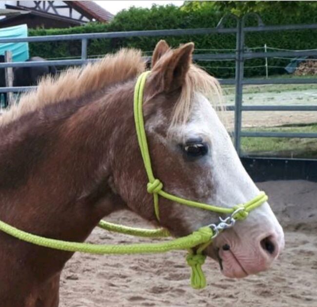 Ponyknotenhalfter mit Zügeln (Set), Privater Anbieter , Bitless Bridles, Solms