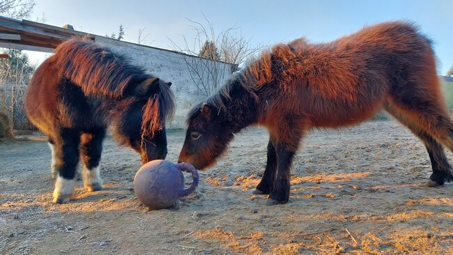 Pony Freunde gesucht, Tina, Horse Sharing, Döbeln, Image 5