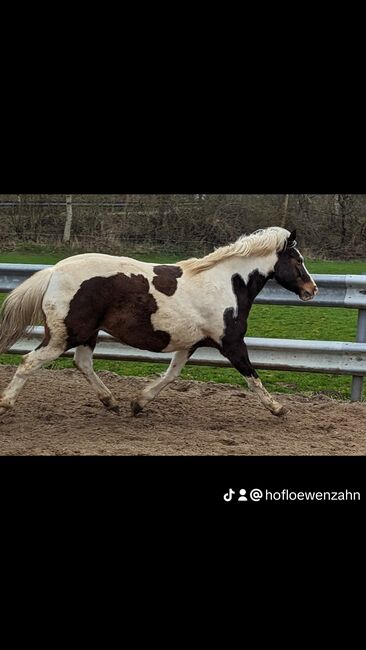 Ponystute 6 j. 1,40, Tanja Fechner-Truelsen, Horses For Sale, Barkelsby, Image 2