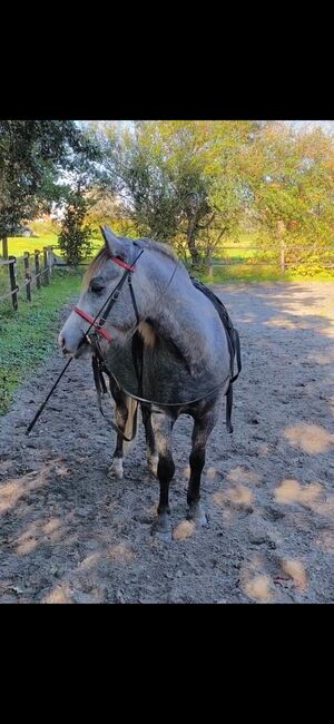 Pony Wallach, Pony, Horses For Sale, Emden, Image 2