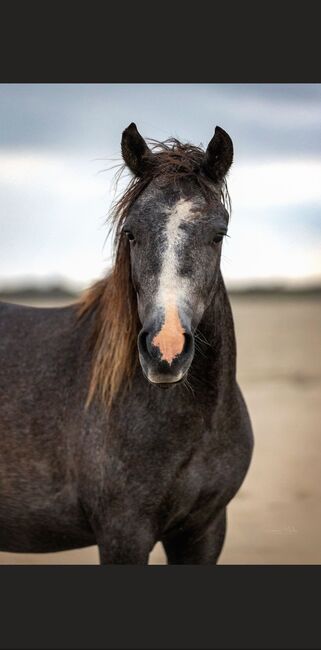 Pony Wallach, Pony, Horses For Sale, Emden, Image 3