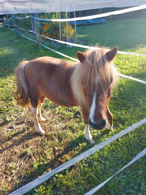 Pony Bella, Doris, Horses For Sale, Andorf, Image 4