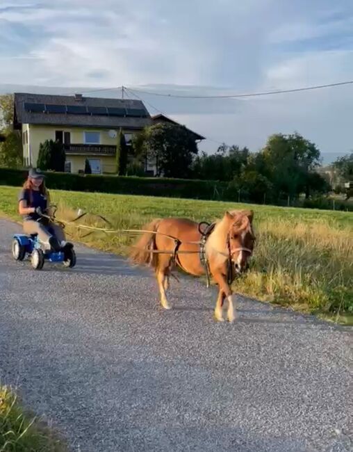 Pony Bella, Doris, Konie na sprzedaż, Andorf, Image 3