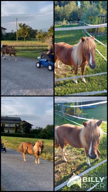 Pony Bella, Doris, Pferd kaufen, Andorf, Abbildung 5