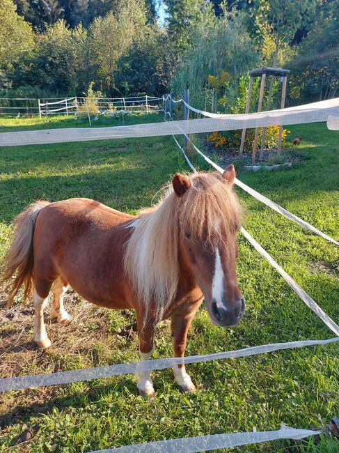 Pony Bella, Doris, Pferd kaufen, Andorf, Abbildung 2