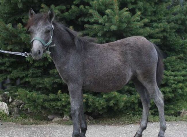 Pony Hengstfohlen zu verkaufen, Manuela , Horses For Sale, Pöttsching 