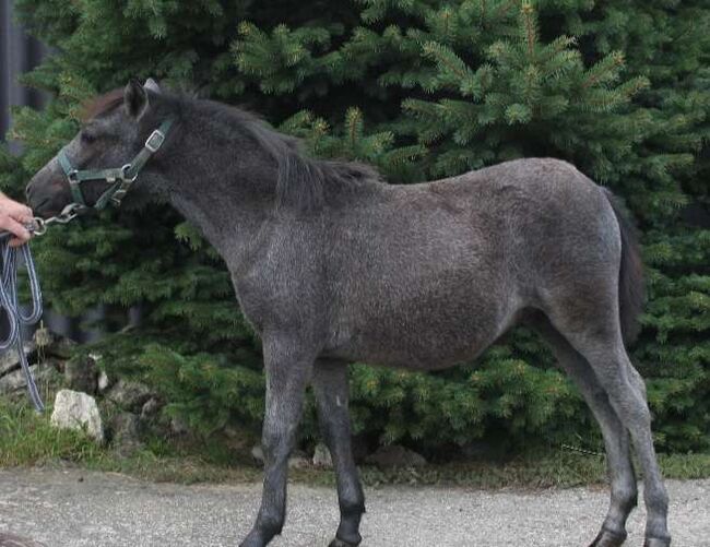 Pony Hengstfohlen zu verkaufen, Manuela , Horses For Sale, Pöttsching , Image 4