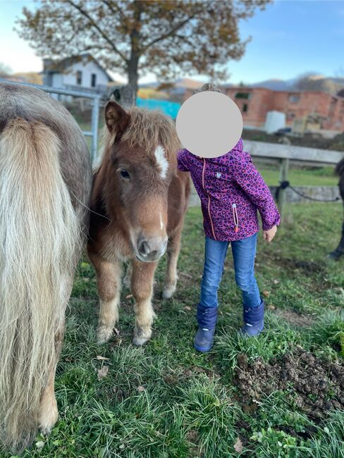 Verkaufe Ponyfohlen, Viktoria Ofner, Horses For Sale, Weisskirchen