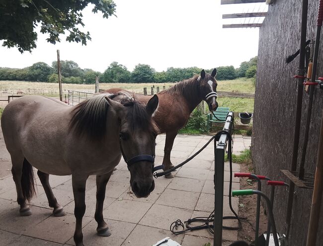 Pony abzugeben, Maren, Horses For Sale, Kiel, Image 3