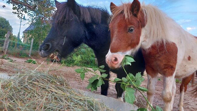 Pony Freunde gesucht, Tina, Horse Sharing, Döbeln, Image 3