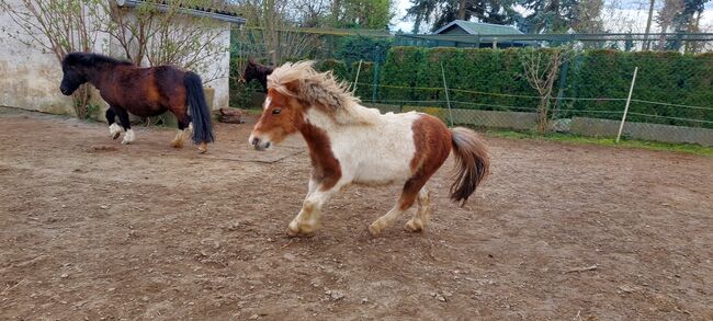 Pony Freunde gesucht, Tina, Horse Sharing, Döbeln