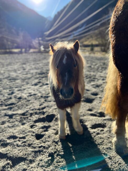 Pony Wallach Enzo, Melanie, Horses For Sale, Mittersill, Image 3