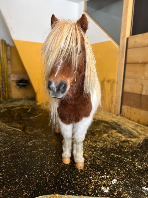 Pony Wallach Enzo, Melanie, Horses For Sale, Mittersill, Image 5
