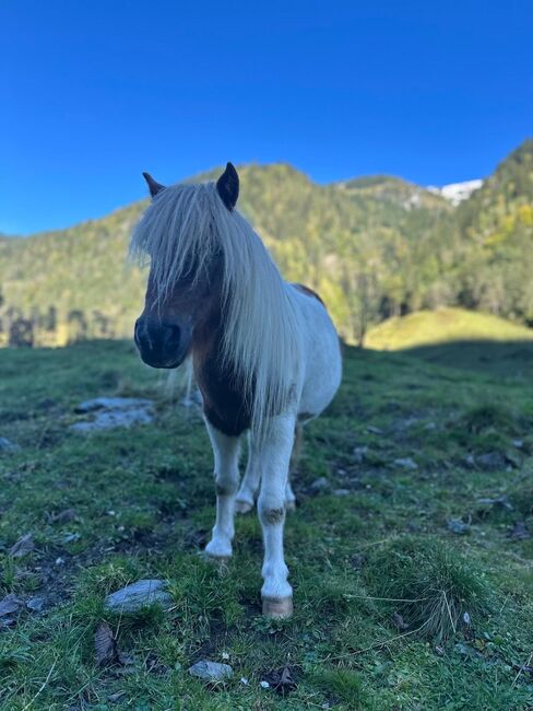 Pony Wallach Enzo, Melanie, Horses For Sale, Mittersill, Image 7