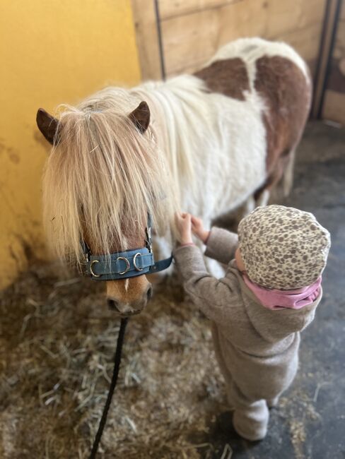 Pony Wallach Enzo, Melanie, Horses For Sale, Mittersill, Image 8