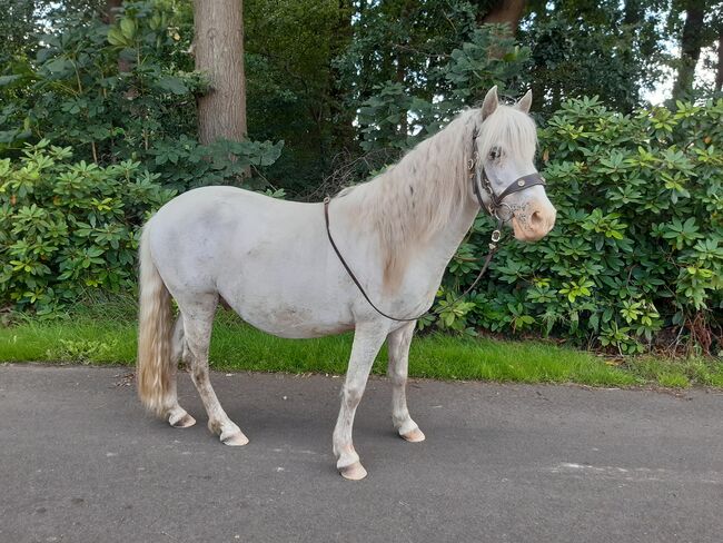 Pony Wallach zu verkaufen, Jasmin, Horses For Sale, Rastede