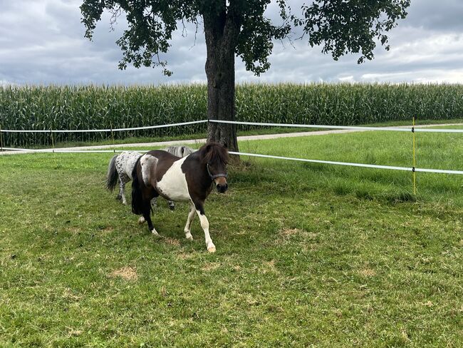 Pony Wallach, Simone , Horses For Sale, Hinterschachen, Image 3