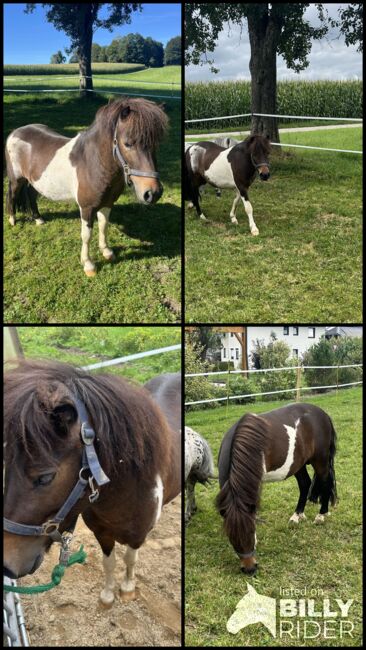 Pony Wallach, Simone , Horses For Sale, Hinterschachen, Image 5