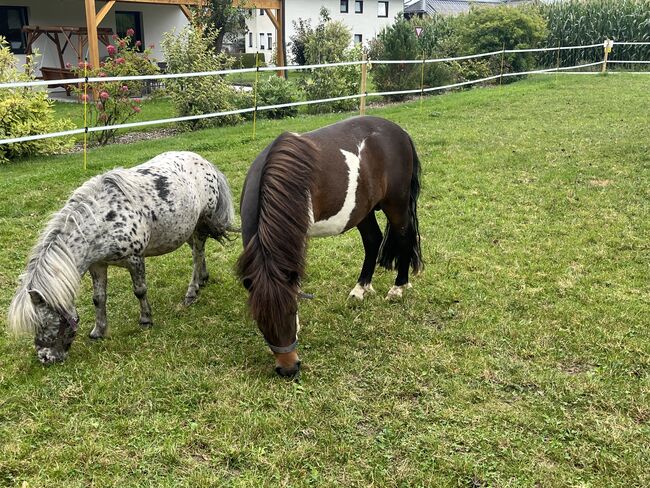 Pony Wallach, Simone , Horses For Sale, Hinterschachen, Image 4