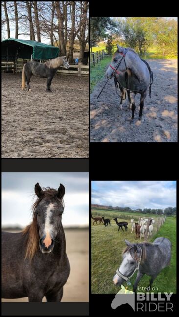 Pony Wallach, Pony, Horses For Sale, Emden, Image 9