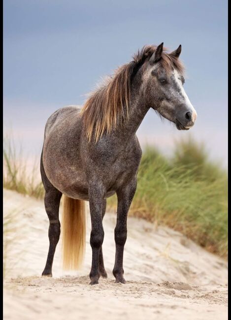 Pony Wallach, Pony, Horses For Sale, Emden, Image 8