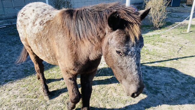 Pony Hengst, Jana Resch, Pferd kaufen, Haringsee, Abbildung 2