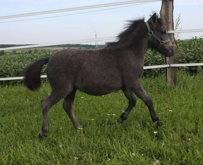 Pony Hengstfohlen zu verkaufen, Manuela , Pferd kaufen, Pöttsching , Abbildung 2