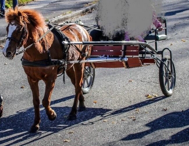 Pony/Kleinpferd Sulky - Gig, Diana, Kutschen, Garmisch-Partenkirchen