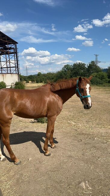 Reitpony Bunny, Marcela Javornik , Horses For Sale, Traun, Image 2