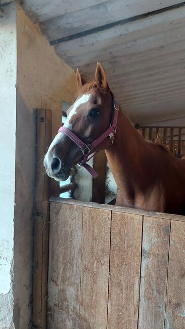 Reitpony Bunny, Marcela Javornik , Horses For Sale, Traun