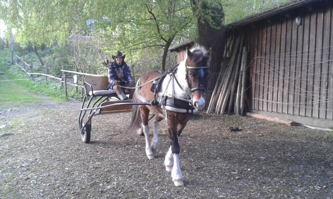 Pony Kutsche Sulky, Eigenbau, Nadja, Kutschen, Bodnegg, Abbildung 5