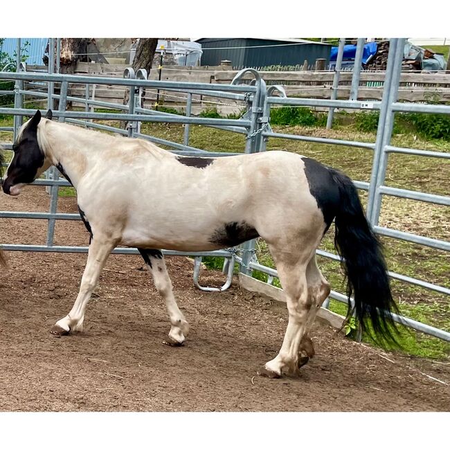 Pony-Stute, Jahrgang 2019, Stockmass 1.25m, Andrea Malzach, Horses For Sale, Grindel, Image 3