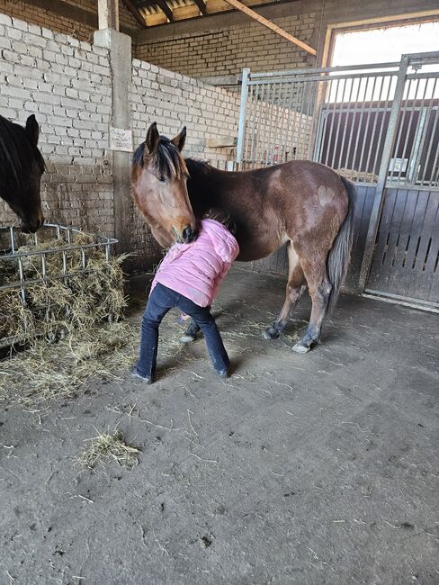 Ponystute aus 2023, Jennifer Thier, Horses For Sale, Nordhorn, Image 5