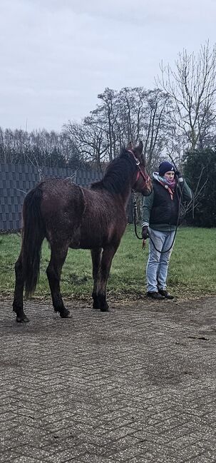 Ponystute aus 2023, Jennifer Thier, Horses For Sale, Nordhorn, Image 2