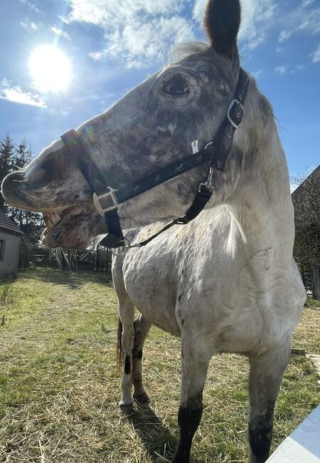 Pony Stute, Mrs. , Horses For Sale, Gadebusch , Image 2