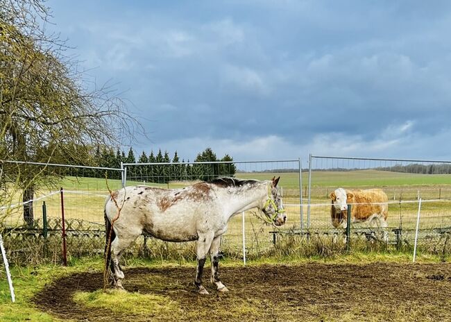 Pony Stute, Mrs. , Horses For Sale, Gadebusch , Image 16