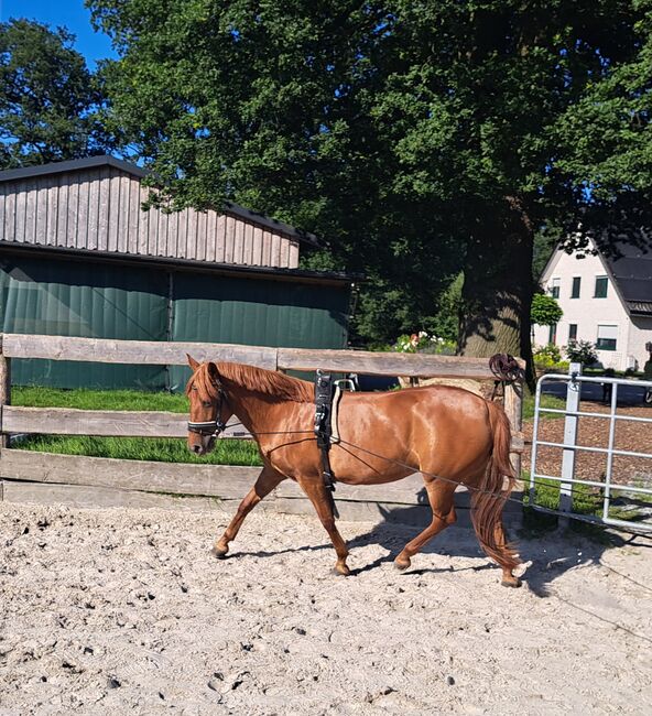 Ponystute (kein Kinderpony), Sandra Janning , Horses For Sale, Westerkappeln